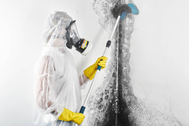 Best Post-Construction Mold Inspection  in Wausau, WI