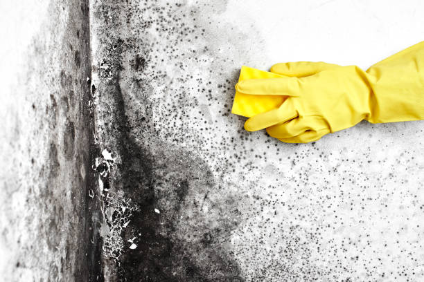 Best Comprehensive Air Testing for Mold Contaminants  in Wausau, WI